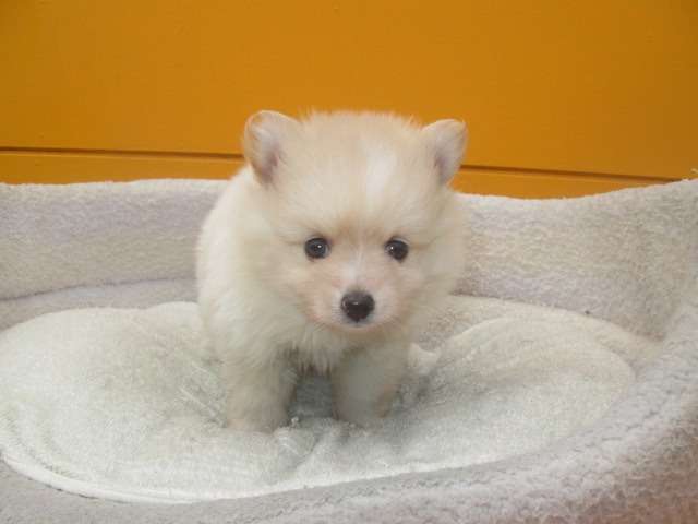 子犬情報更新しました♪