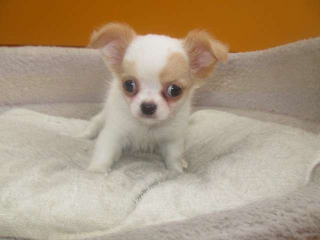 子犬情報更新しました♪