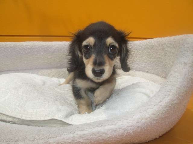 子犬情報更新しました♪