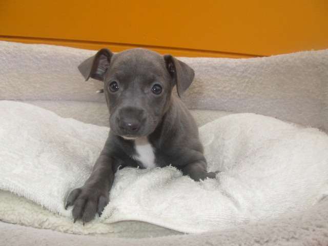 子犬情報更新しました♪