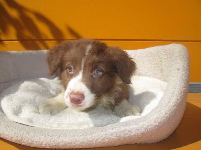 子犬情報更新しました♪