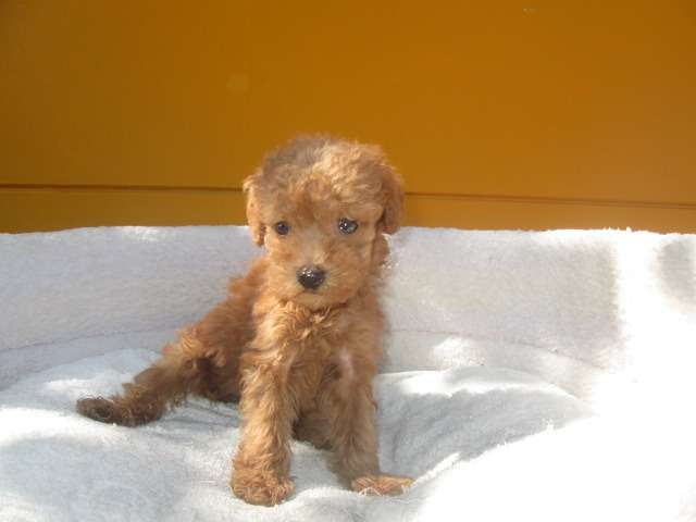 子犬情報更新しました♪