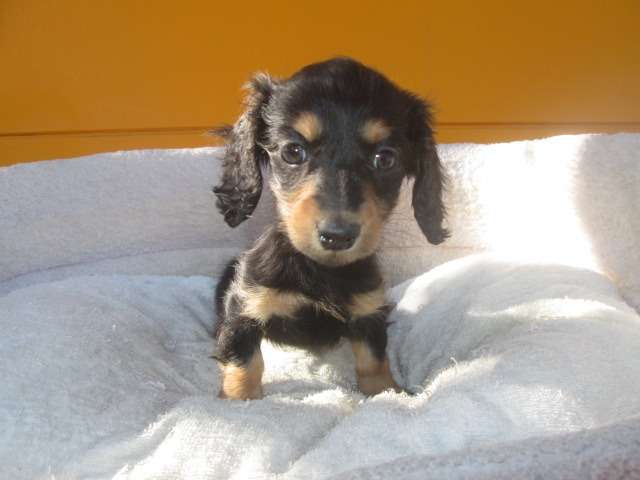 子犬情報更新しました♪